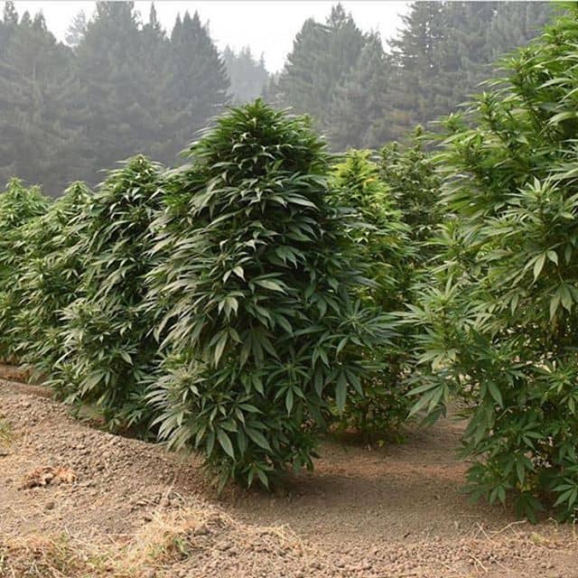 cbd especes de cannabis sativa india ruderalis hybridation