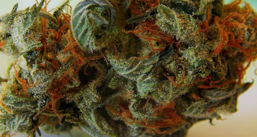 Orange Bud varietes de cannabis souches hybride