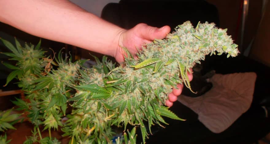White widow varietes de cannabis souches hybride